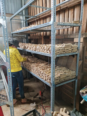 Khúc xương gỗ cà phê Tây Nguyên tự nhiên cho chó gặm